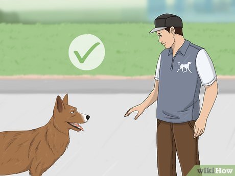 Jak powstrzymać psa przed szczekaniem na gości: Przewodnik krok po kroku