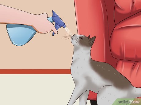 Jak powstrzymać kota przed drapaniem drzwi (11 porad ekspertów)