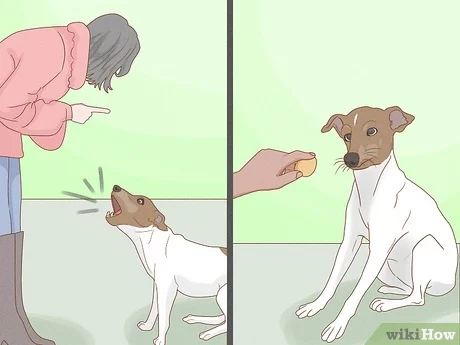 Jak powstrzymać psa przed szczekaniem w nocy w 7 krokach