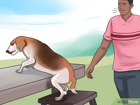 Jak powstrzymać psa przed skakaniem