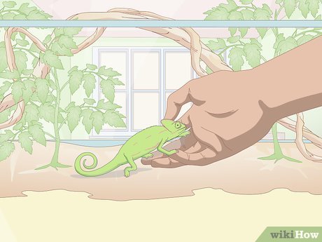 3. Kameleon nie lubi być dotykany