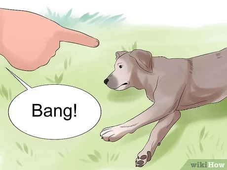 8 wskazówek, jak nauczyć psa udawania martwego