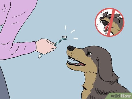 Jak nauczyć psa uśmiechać się: 10 wskazówek i trików