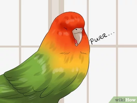 10 oznak, że papużka cię lubi: Wyjaśnienie zachowań