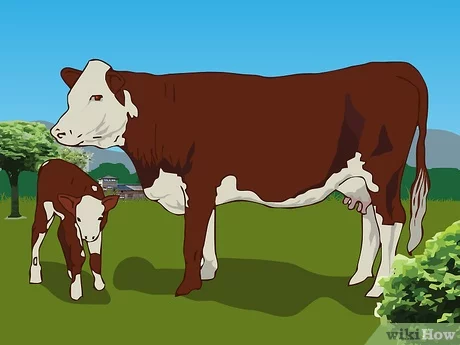 Jak odróżnić krowę od jałówki?