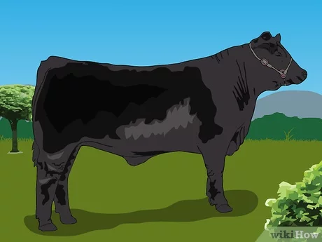 Jaka jest różnica między krowami a bykami?