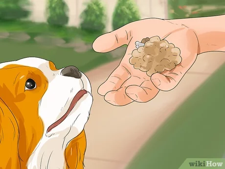 Jak wytresować psa, aby korzystał z drzwiczek dla psa (6 wskazówek)