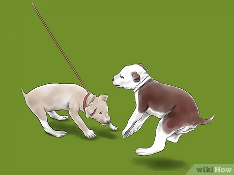 Jak wytresować Pit Bulla na psa stróżującego w 4 prostych krokach