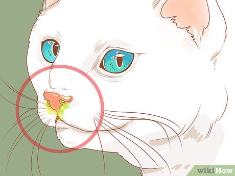 1. Ustal, dlaczego nos kota jest brudny
