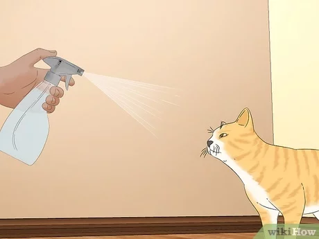 Czy spryskiwanie kota wodą jest złe?
