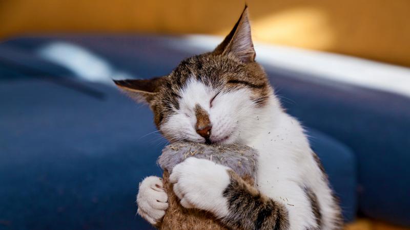 Dlaczego koty lubią kocimiętkę? Co mówi nauka