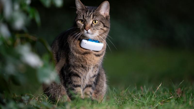 Tractive Cat GPS Review 2024: Opinia naszego eksperta