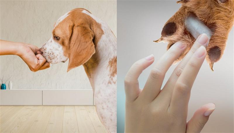 Czy wazelina może leczyć zaparcia u psów?