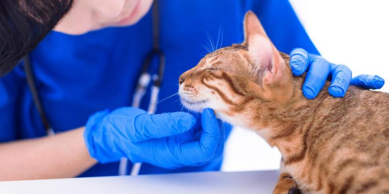Jak długo kot może żyć z limfadenopatią?