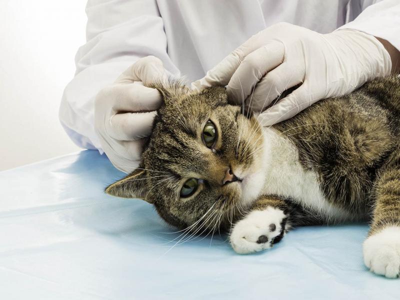 Ataksja u kotów: Definicja, przyczyny i leczenie (Vet Answer)