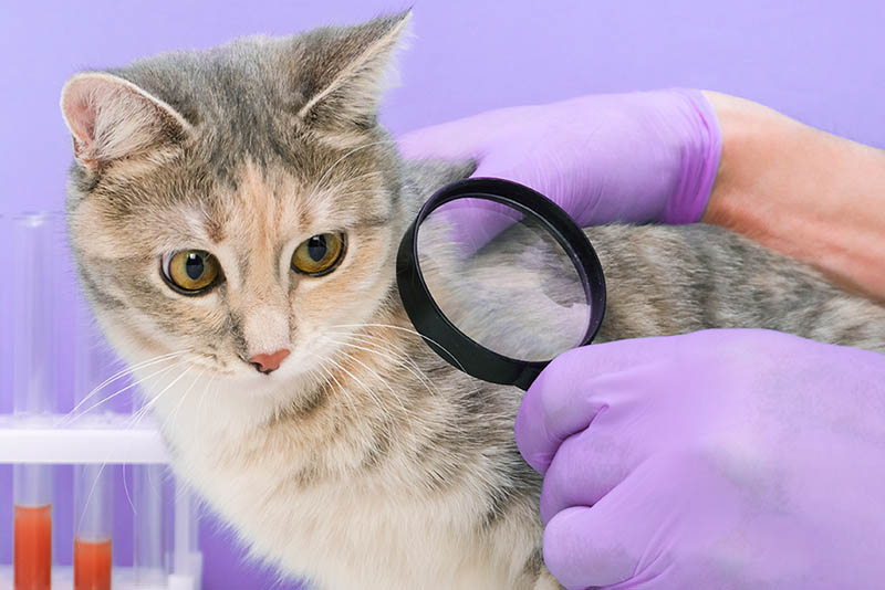 Co to jest brodawczak u kotów? Wyjaśnienie przyczyn i objawów (odpowiedź weterynarza)