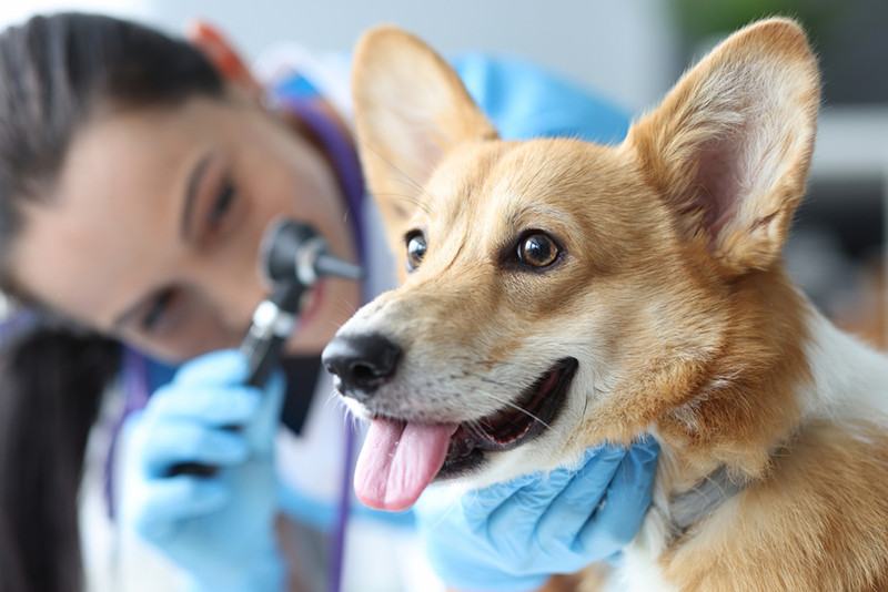 Dlaczego mojemu psu śmierdzą uszy: 5 sprawdzonych przez weterynarzy przyczyn