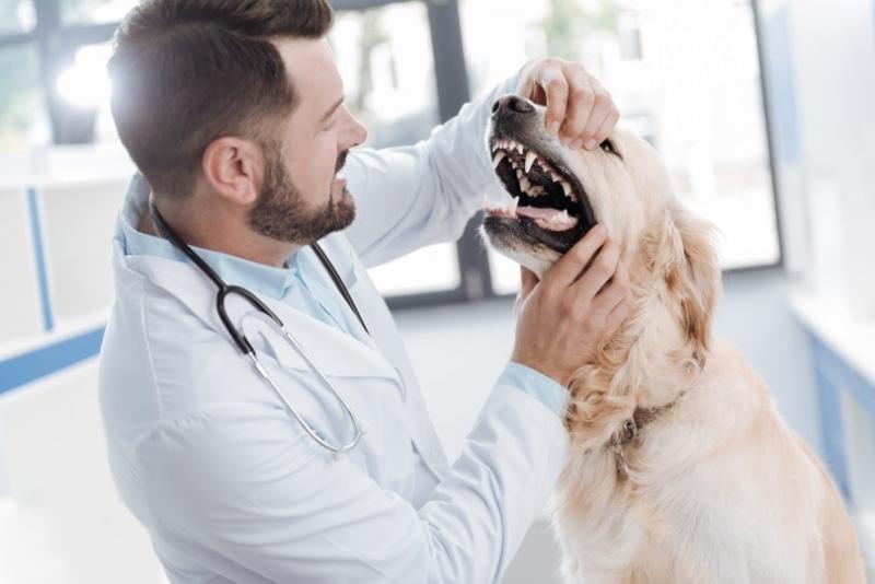 Jakie są objawy refluksu żołądkowego u psów?