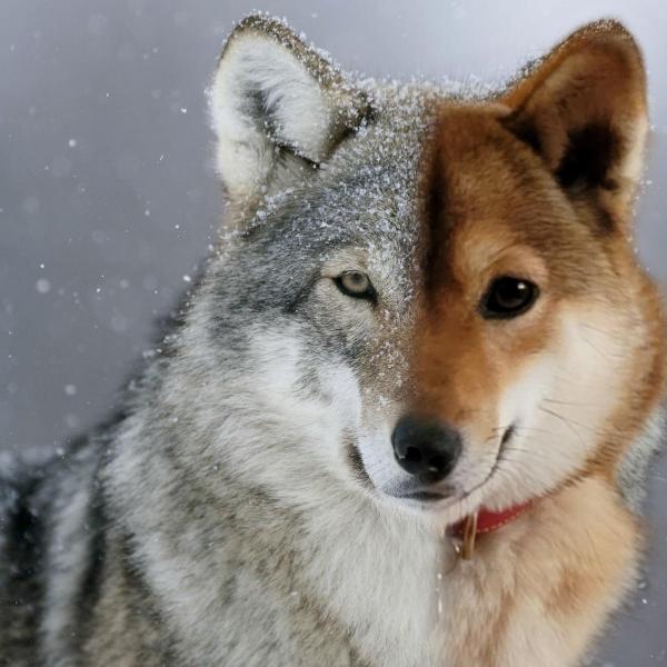 Który pies jest genetycznie najbardziej zbliżony do wilka? Zaskakująca odpowiedź
