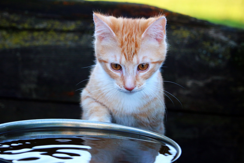 10 powodów, dla których kot wkłada zabawki do miski z wodą