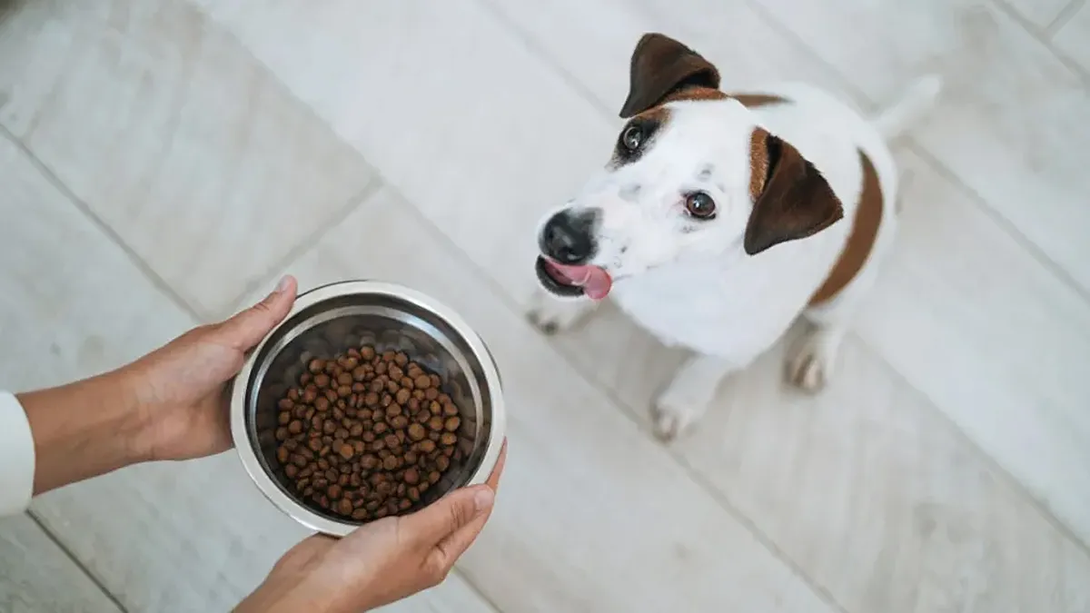 W skrócie: Najlepsze przepisy na karmę Essence dla psów