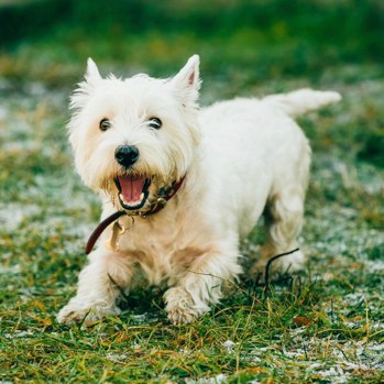 Rzeczy, które warto wiedzieć, posiadając West of Argyll Terriera