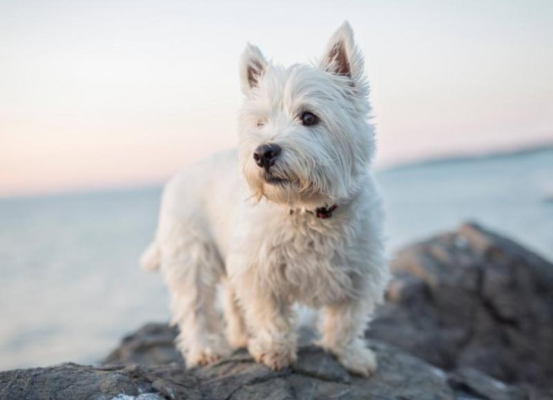 3 etapy życia West Highland White Terriera