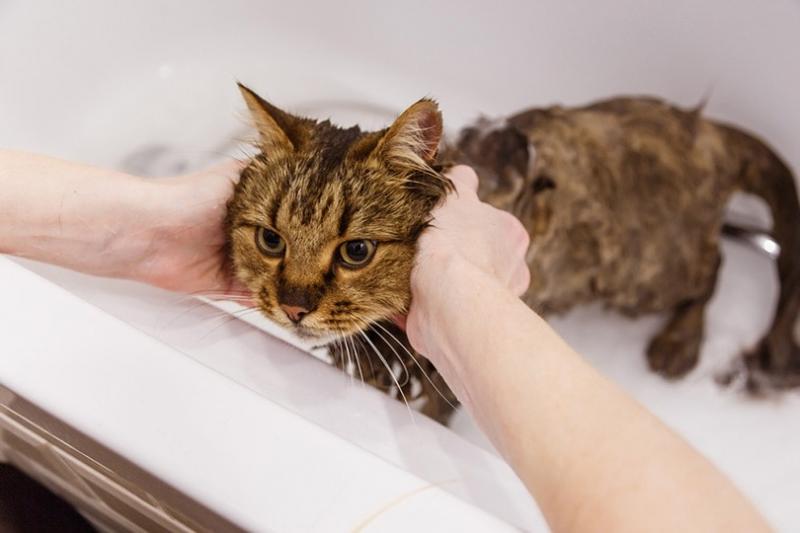 Czy mogę używać mydła Dove u mojego kota? Środki ostrożności i alternatywy sprawdzone przez weterynarza