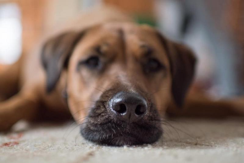 4 wyjaśnione przez weterynarza powody, dla których nos psa jest mokry