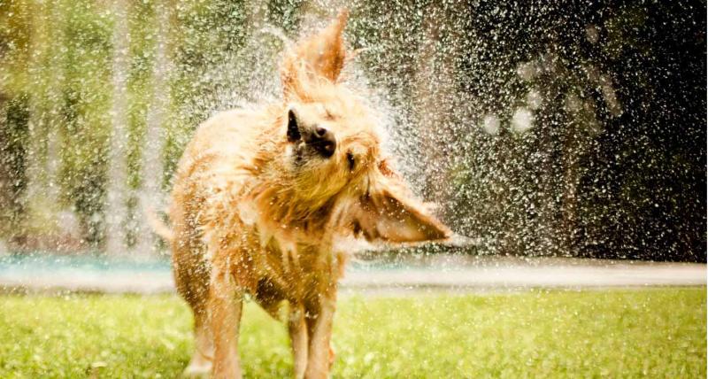Nauka stojąca za mokrym zapachem psa