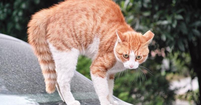 7 możliwych powodów, dla których koty wyginają plecy w łuk