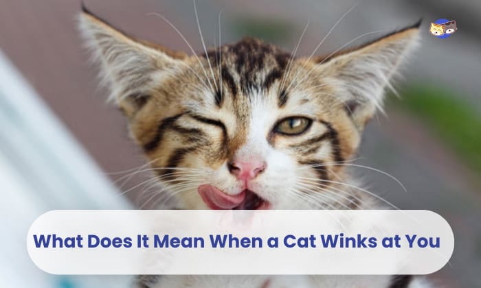 Dlaczego koty mrugają?