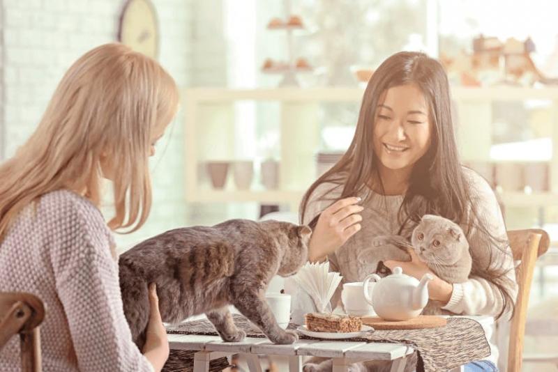 Jak kawiarnie dla kotów stały się tak popularne? Historia i najczęściej zadawane pytania