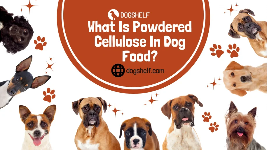 Czy sproszkowana celuloza jest dobra dla psów?