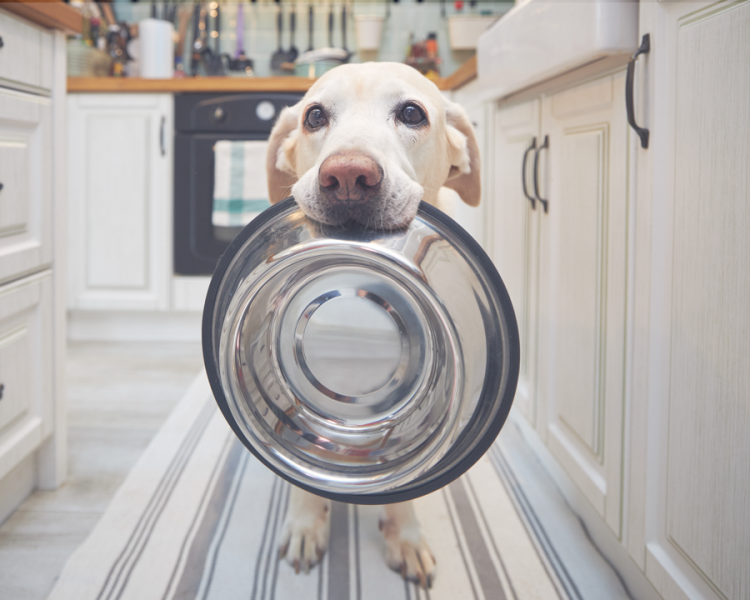 Stal nierdzewna a ceramiczne miski dla psów: Która z nich jest odpowiednia dla twoich potrzeb?