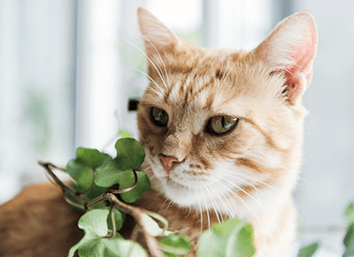 24 rośliny bezpieczne dla kotów: Fakty i porady sprawdzone przez weterynarza