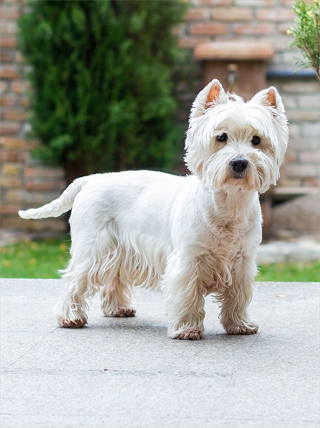 Jak inteligentny jest west highland white terrier? Fakty, najczęściej zadawane pytania i porady szkoleniowe