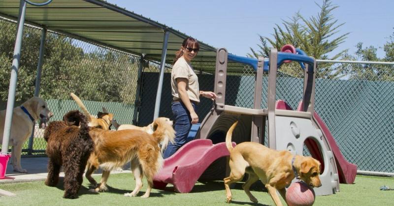13 kroków do rozpoczęcia działalności związanej z pensjonatami dla psów
