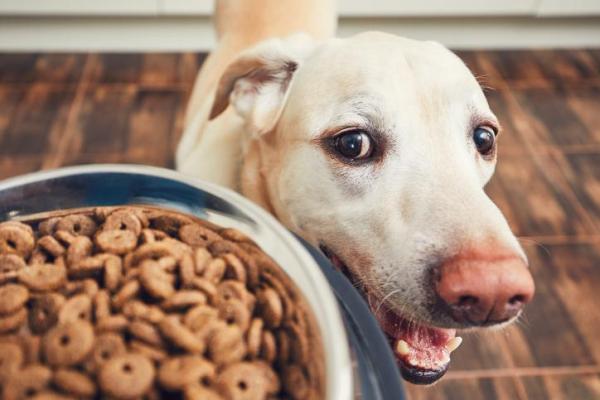 Wskazówki dotyczące karmienia i nawadniania karmiących psów
