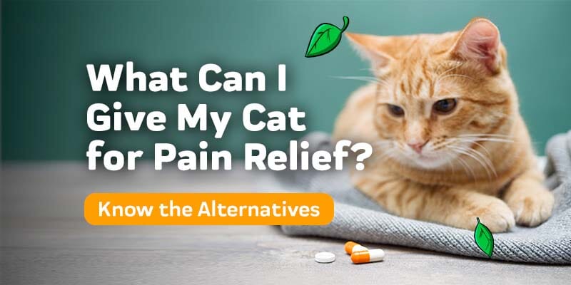 Jakie leki przeciwbólowe są odpowiednie dla kotów?
