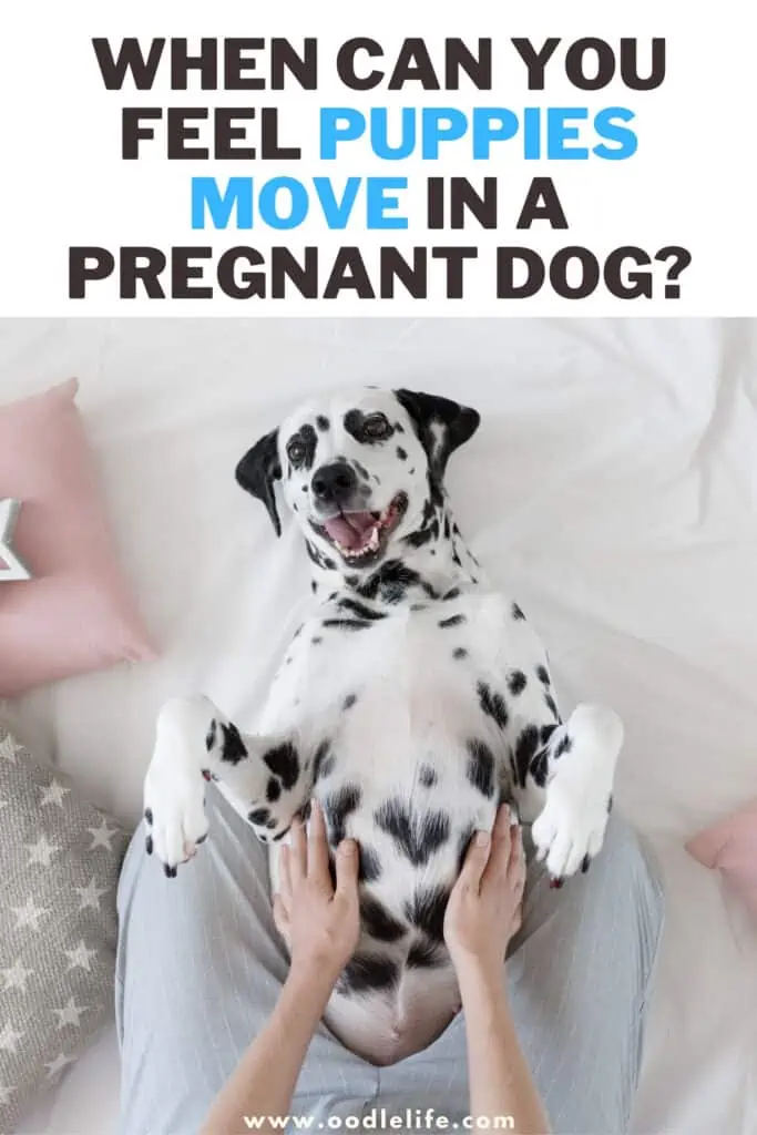 Oznaki porodu u psa