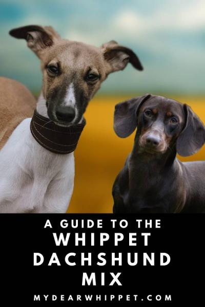 Szczenięta rasy Whiphund