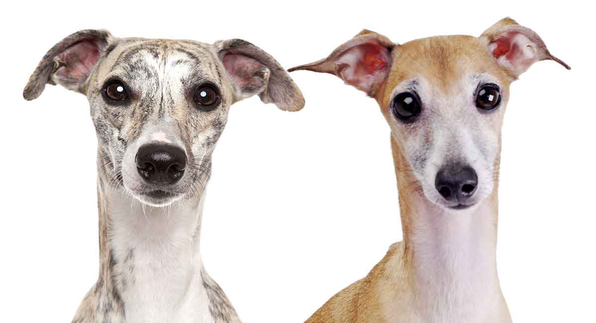 Whippet vs Greyhound: Różnice (ze zdjęciami)