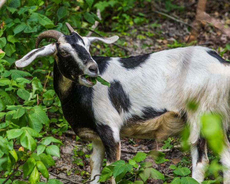 Czy trujący bluszcz odrasta po zjedzeniu przez kozy?