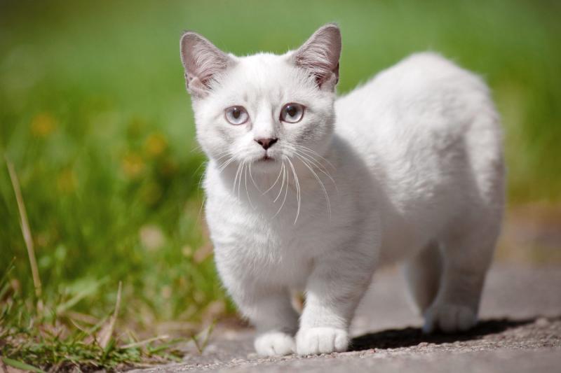 7 najlepszych ras kotów z krótkimi uszami
