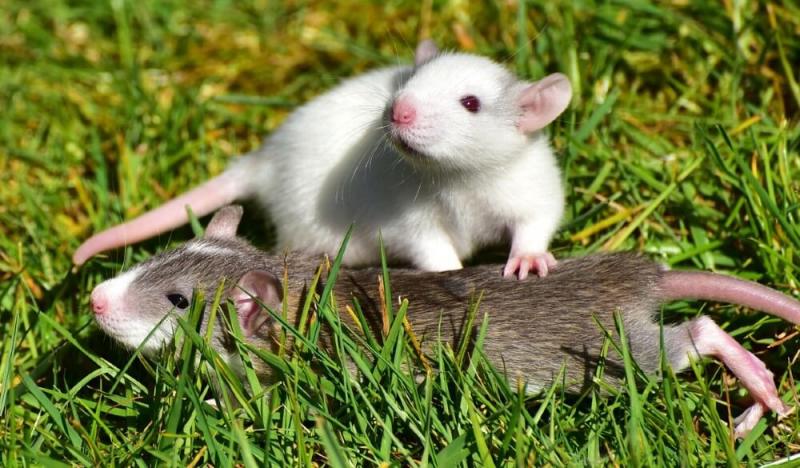 14. Szczury są mądrzejsze niż myślisz