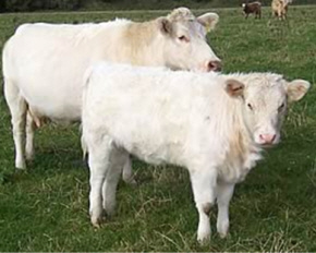 Charakterystyka bydła Whitebred Shorthorn