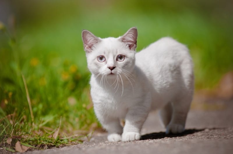 Ile linieją koty rasy Munchkin? Zrzucanie sierści i porady dotyczące alergii u zwierząt