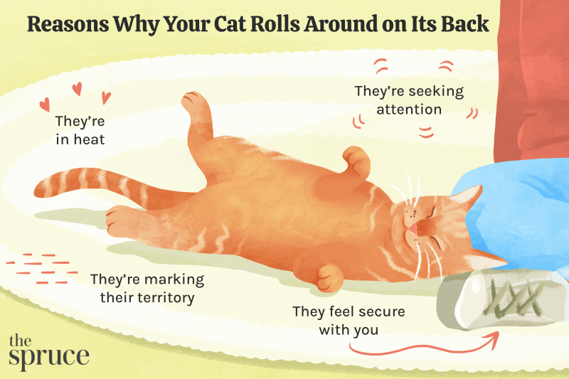 Dlaczego koty ocierają się o ciebie? 6 powodów i co robić