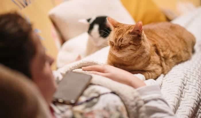 Dlaczego mój kot na mnie śpi? 9 prawdopodobnych powodów (sprawdzone przez weterynarza)